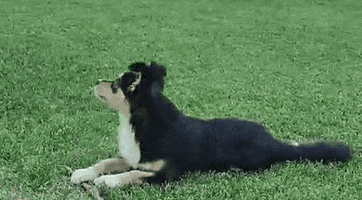Funny GIF