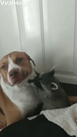 Raccoon Cuddles Its Canine Friend