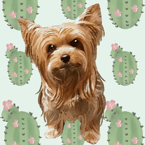Cute Dog Yorkie GIF - Find & Share on GIPHY