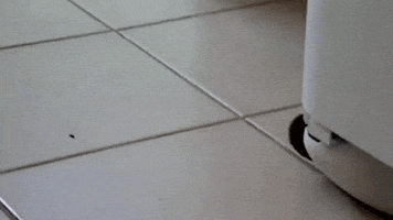 confused toilet paper GIF