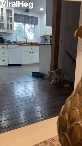 Kleptomaniac Cat Caught Collecting Home Insulation GIF by ViralHog
