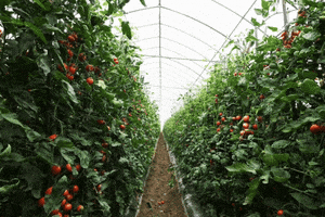 Greenhouse GIF by Oi