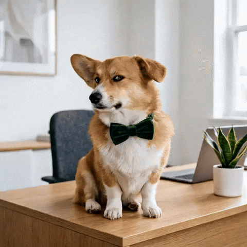 Unimpressed Bow Tie GIF by Woofzara