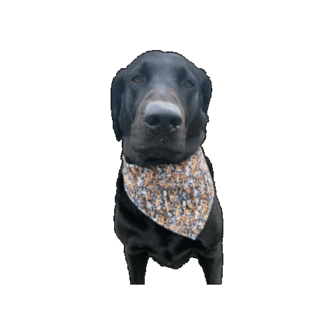 Black Lab Anime Dog Sticker by Geekster Pets