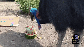Watermelon Funny Animals GIF by Storyful