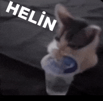 Cat Helin GIF