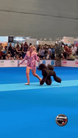 GIF by AnimalNewsTV