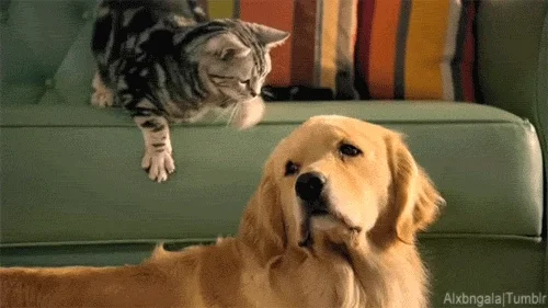 giphy.webp