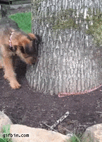 Dog Tree GIF