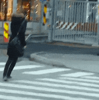 Zebra Crossing GIFs - Find & Share on GIPHY