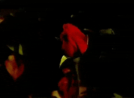 Roses GIF