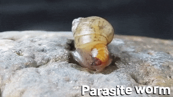 Shell GIF