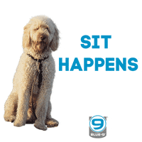 Dog Trainer GIF by Blue9PetProducts