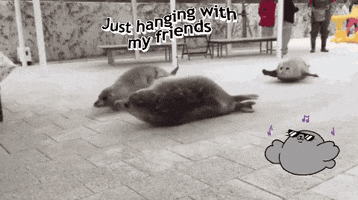 Seal GIF