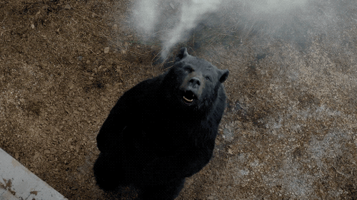 Slapping-bear GIFs - Get the best GIF on GIPHY