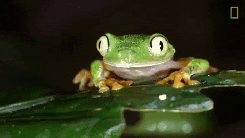 frog eating frog gif