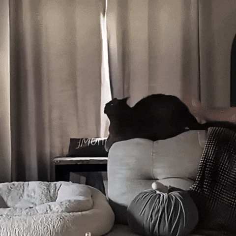 Cute Cat GIF