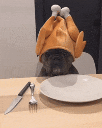 Funny-animals-gif GIFs - Get the best GIF on GIPHY