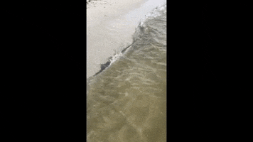 Minnows GIF