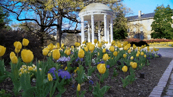Old Well College GIF by UNC-Chapel Hill