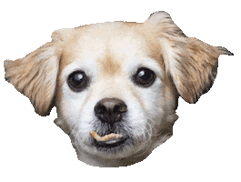 Alex Goncalves Sticker