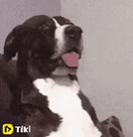 Dog Reaction GIF by TikiIndia