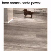Dachshund Doxie GIF by beangoods