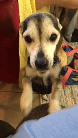 The Churchill Foundation GIF