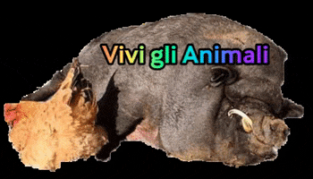 vivi gli animali GIF