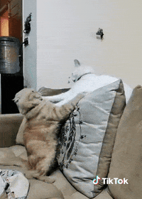Chaton Gifs Get The Best Gif On Giphy