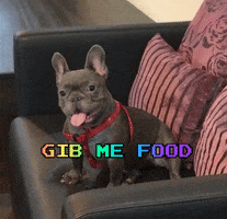 Give Me Food French Bull Dog GIF by WoofWaggers