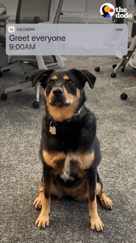 Dog Office GIF by The Dodo