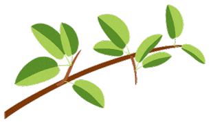 Apple Fruit Sticker by FruitMasters