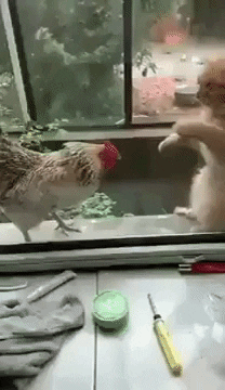 Fight Omg GIF by JustViral.Net