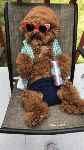 Giphy - Dog Chilling GIF