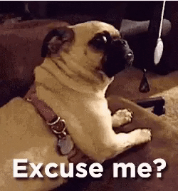 Excuse Me Dog GIF by MOODMAN - Find & Share on GIPHY