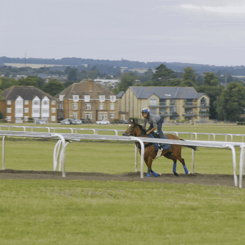 Enable Horse GIF by World Horse Racing