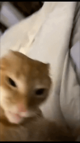 Rachet Cat GIF by Oneudu