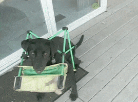 https://media2.giphy.com/media/J6JMk6DbXlmpO/200.gif