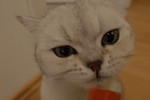Cat Eating GIF