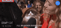 Grumpy Cat GIF by BuzzFeed