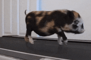 micro work out GIF
