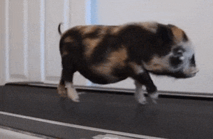 Video gif. Little spotted pig walks on a treadmill, intermittently pausing.