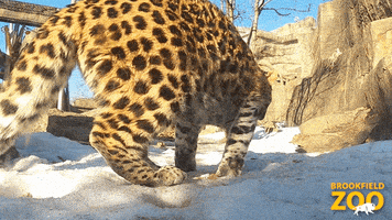 Cat Baby GIF by Brookfield Zoo