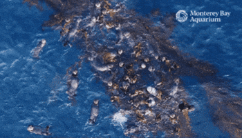 Rolling Sea Otter GIF by Monterey Bay Aquarium