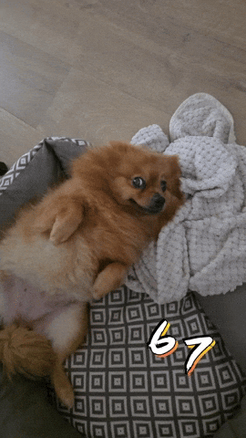 Puppy Pomeranian GIF