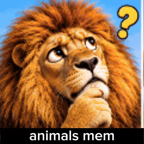Cat Mems GIF