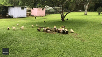 Chicken, Run!: Queensland Farmer's Hens Respond Perfectly to Hawk Warning
