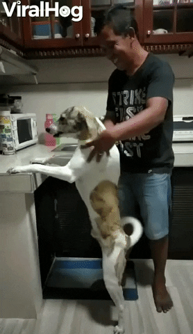 Happy Dog Gets Wholehearted Massage GIF by ViralHog