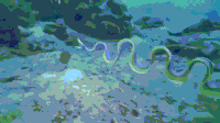 pacific eel GIF